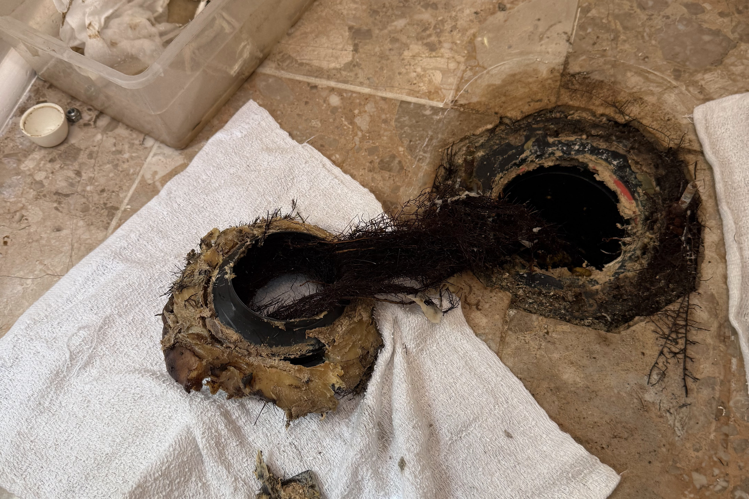A toilet pulled to expose the closet flange and floor opening, both packed solid with tree roots grown up through the drain line